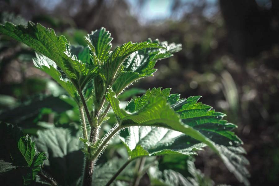 leafy top of stinging nettle plant