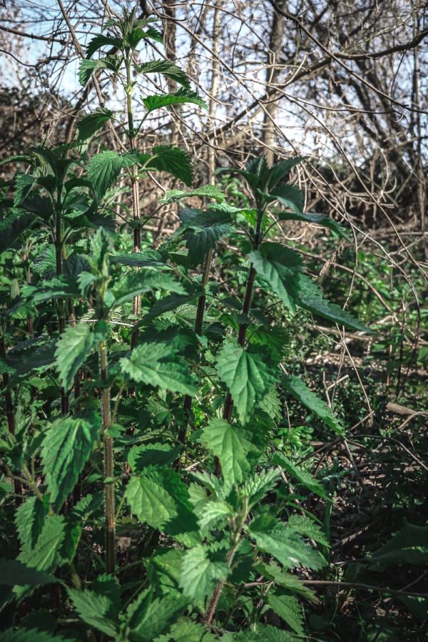 Patch of stinging nettles