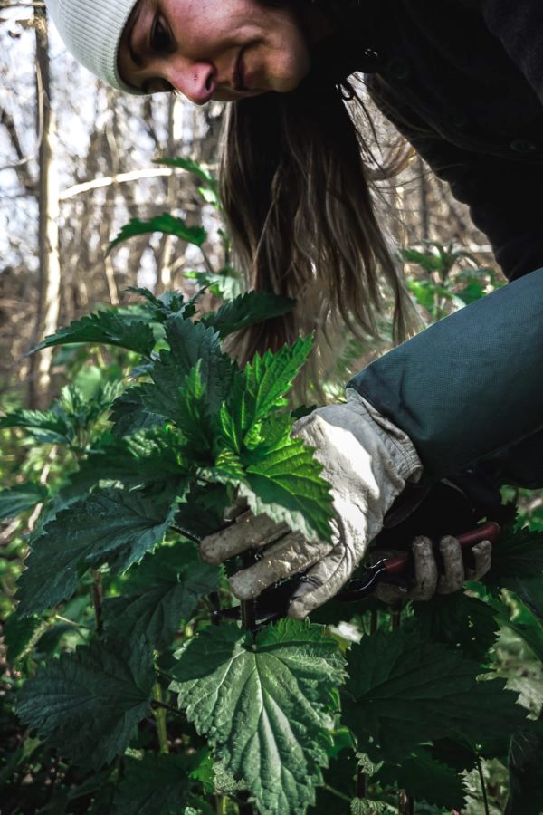 Woman cuts stinging nettle tops while wearing gloves