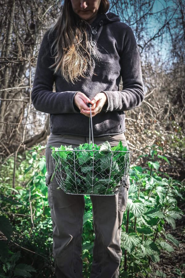 Foraging Stinging Nettles in the Wild