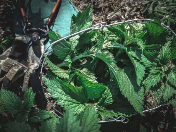 Basket of wild foraged stinging nettles with pruners on the ground