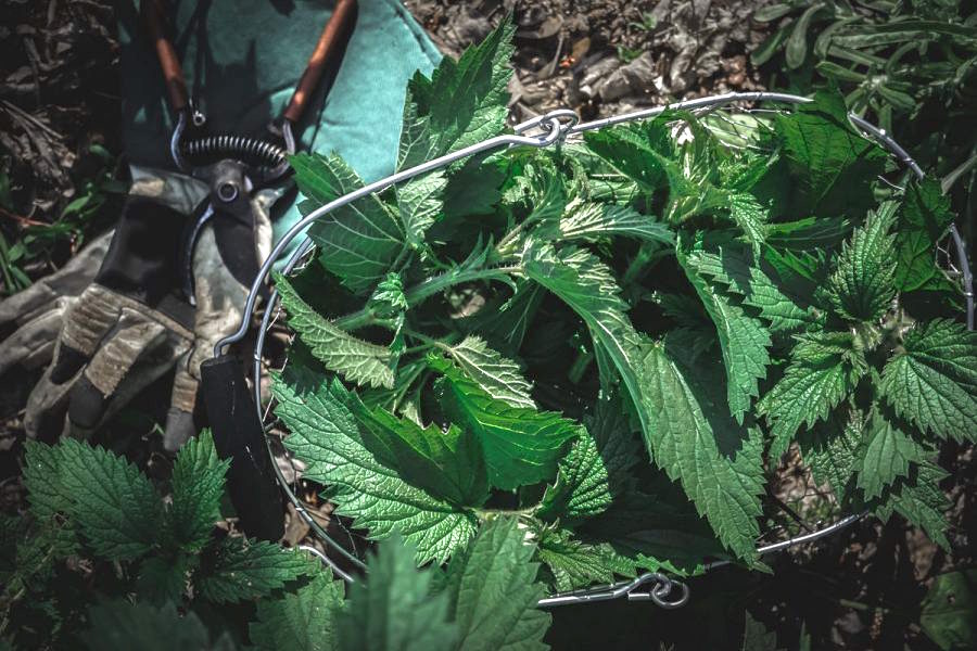Basket of wild foraged stinging nettles with pruners on the ground