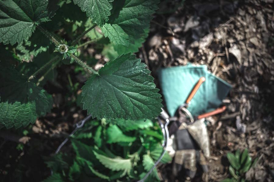 top cut off a stinging nettle plant shows that the stem is hallow