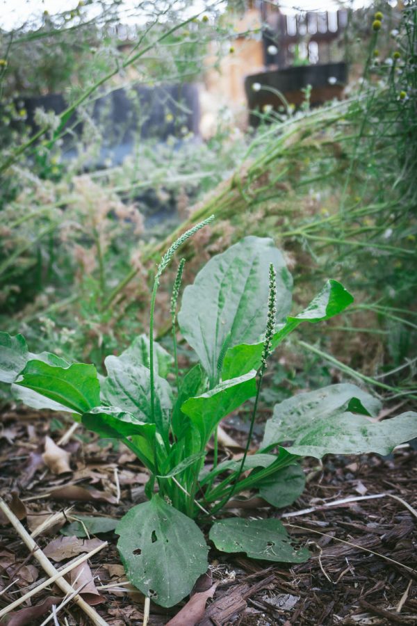 Foraging Wild Plantain Plants