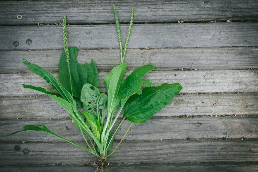 Broad Leaf Plantain