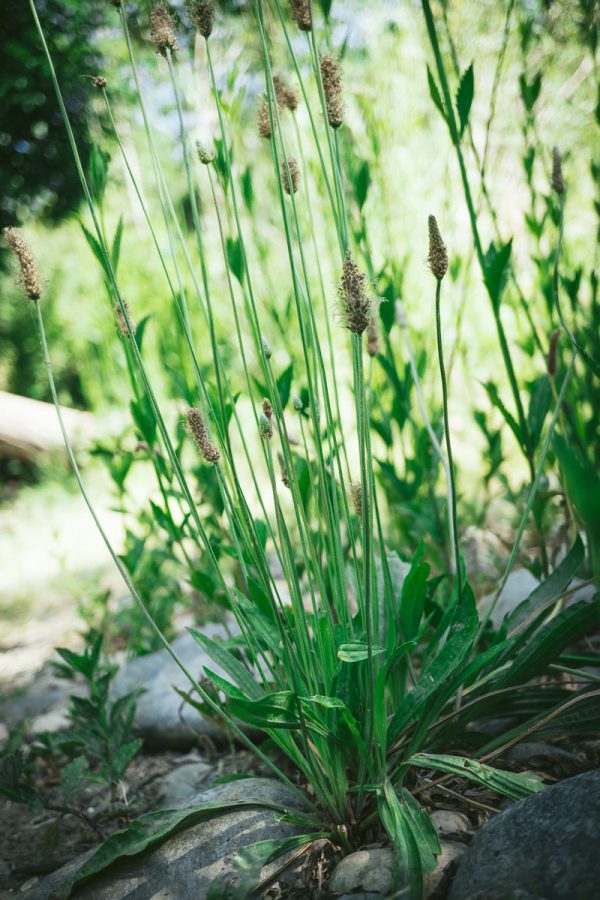 Narrow Leaf Plantain (Ribwort)