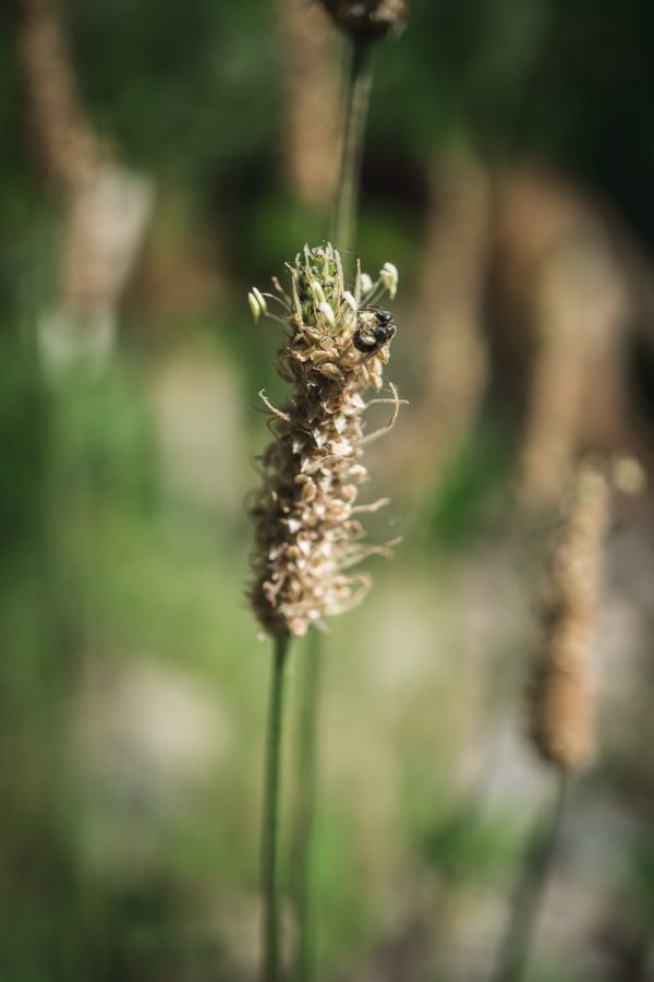 California native bee on the flowerhead of Narrowleaf Plantain