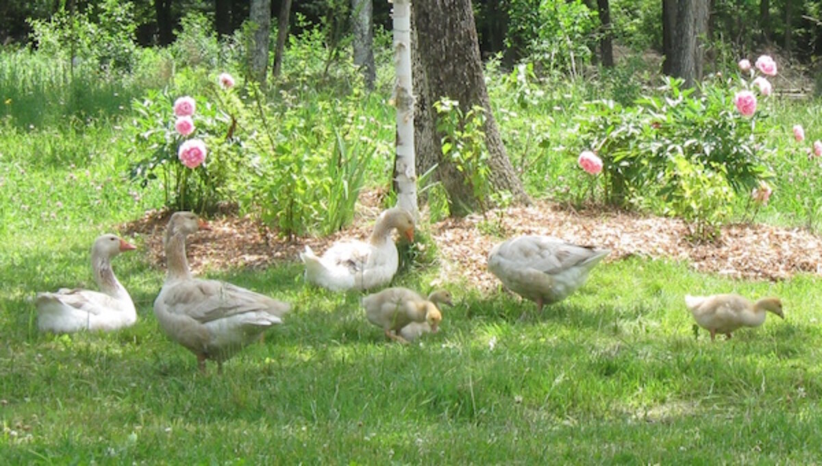 A family of domestic geese bedding down in a patch of edible peonies.