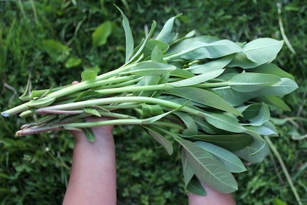 Harvesting Milkweed Shoots