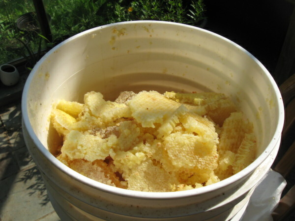 A bucket full of chunks of honey comb, ready for extracting honey with the crush and strain method.