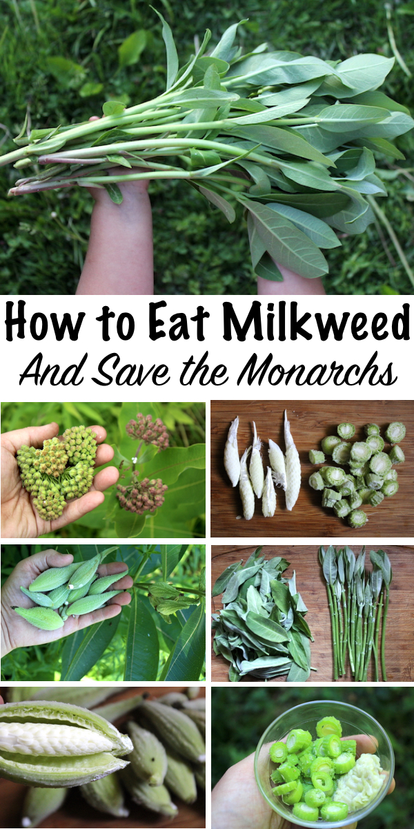 How to Eat Milkweed, and Save the Monarchs ~Common Milkweed is a Tasty Edible plant, and every part is delicious. The young shoots taste like asparagus, and the flower buds are a bit like broccoli. Later even the seed pods are edible. Beyond that, eating milkweed (and knowing it's edible) might actually help preserve monarch butterfly populations....here's how... #foraging #wildfood #forage #selfsufficiency #wildcrafting #wildedibles #milkweed #monarchs #monarchbutterfly #monarchbutterflies