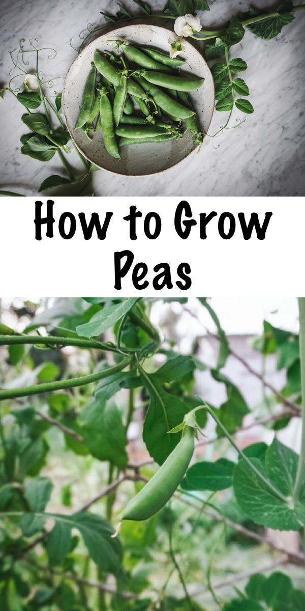 How to Grow Peas ~ The complete guide to all things snow, snap and garden peas! Learn how to grow peas, plus how to harvest peas, store fresh peas, ways to eat fresh peas, and, save pea seeds! #peas #growingpeas #gardening #organicgardening #foodgardening #howtogrow #vegetablegardening #gardeningtips #homesteading #homestead #selfreliant