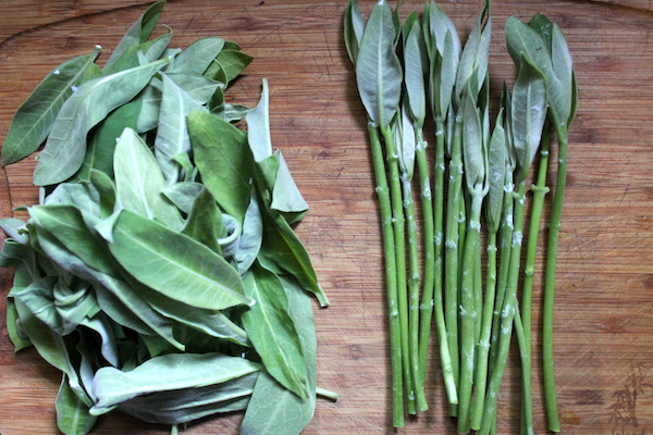 Preparing milkweed shoots and leaves for cooking