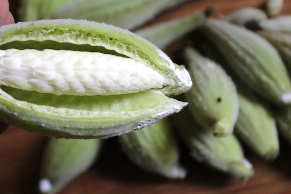 A milkweed seed pod split open to show the immature seeds.