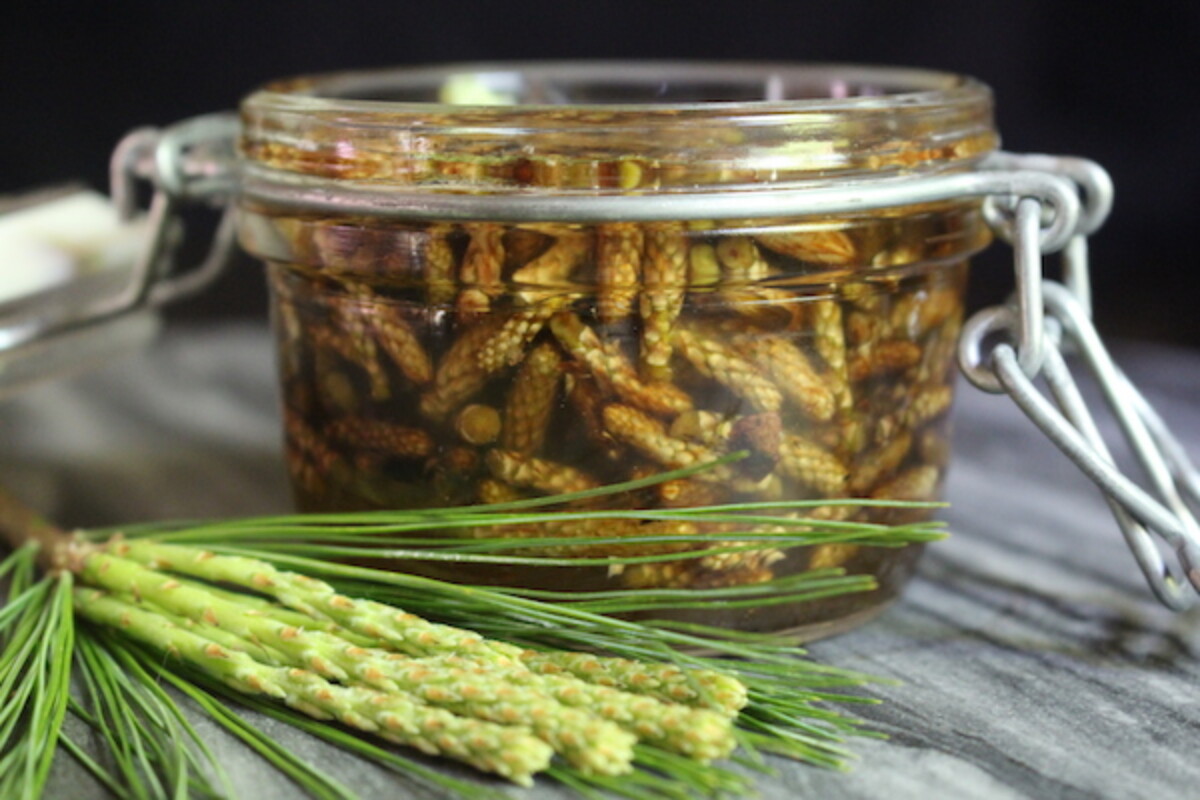 Pine Shoot Syrup