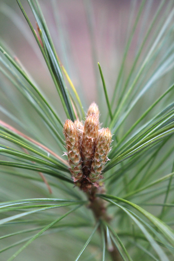 Edible Pine shoots