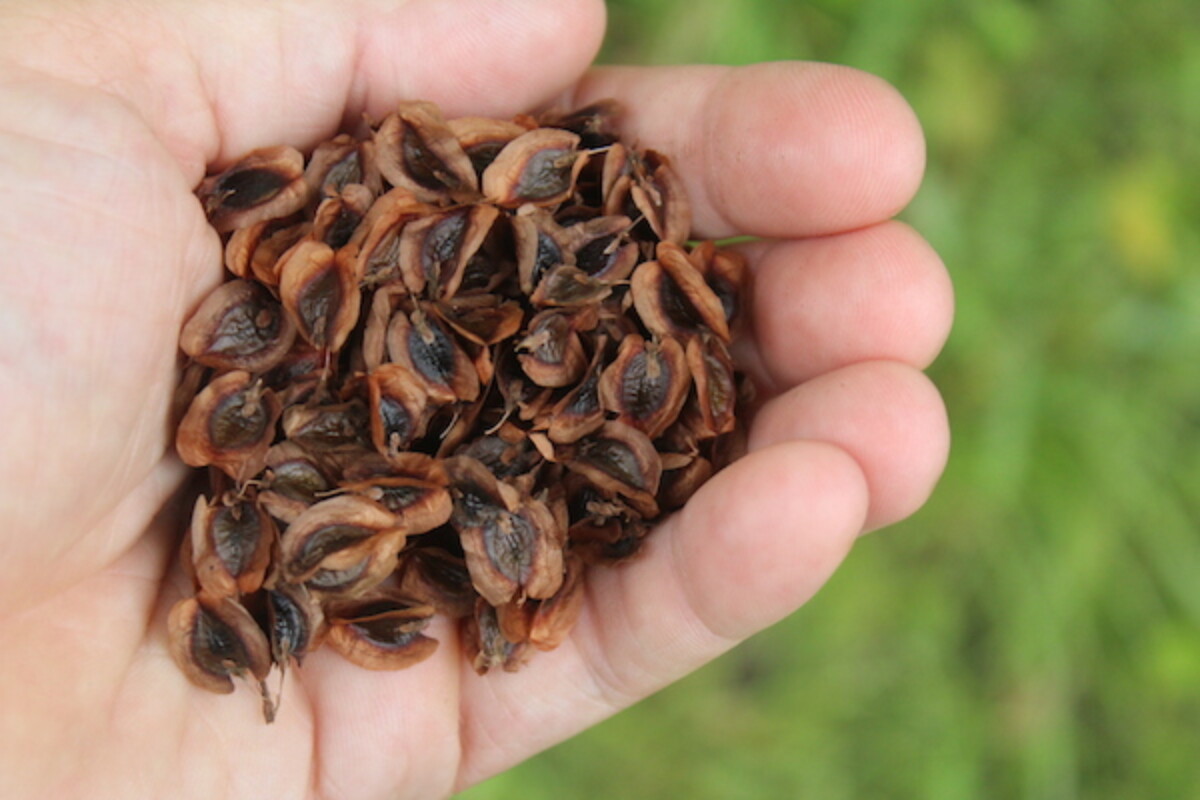 Handful of rhubarb seed