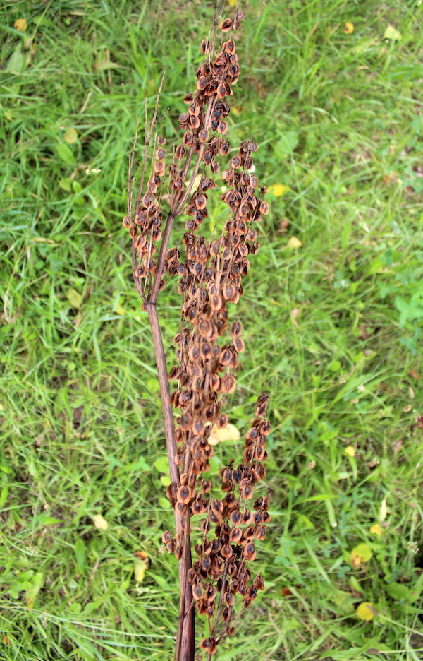 Rhubarb seed head with ripe seed