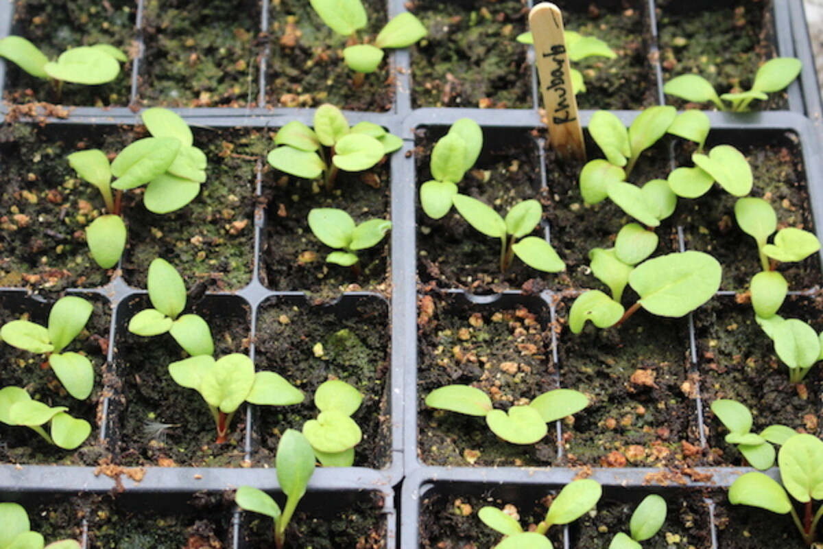 A Tray of young rhubarb seedlings, started from seed a few weeks earlier.