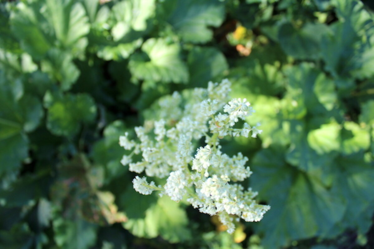 Rhubarb flower stalk in bloom