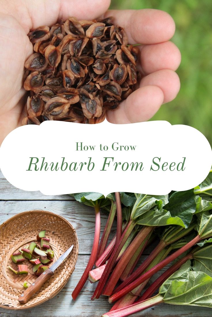 How to Grow Rhubarb from Seed ~ While rhubarb is often propagated from root divisions, growing rhubarb from seed is a much more economical method.  Many commercial rhubarb plants available from nursery catalogs are just seedlings grown out for a year or two.  If you're patient, it's easy enough to grow hundreds of rhubarb seedlings for the price of one nursery rhubarb plant. #rhubarb #growingrhubarb #gardening #organicgardening #foodgardening #howtogrow #vegetablegardening #gardeningtips #homesteading #homestead #selfreliant
