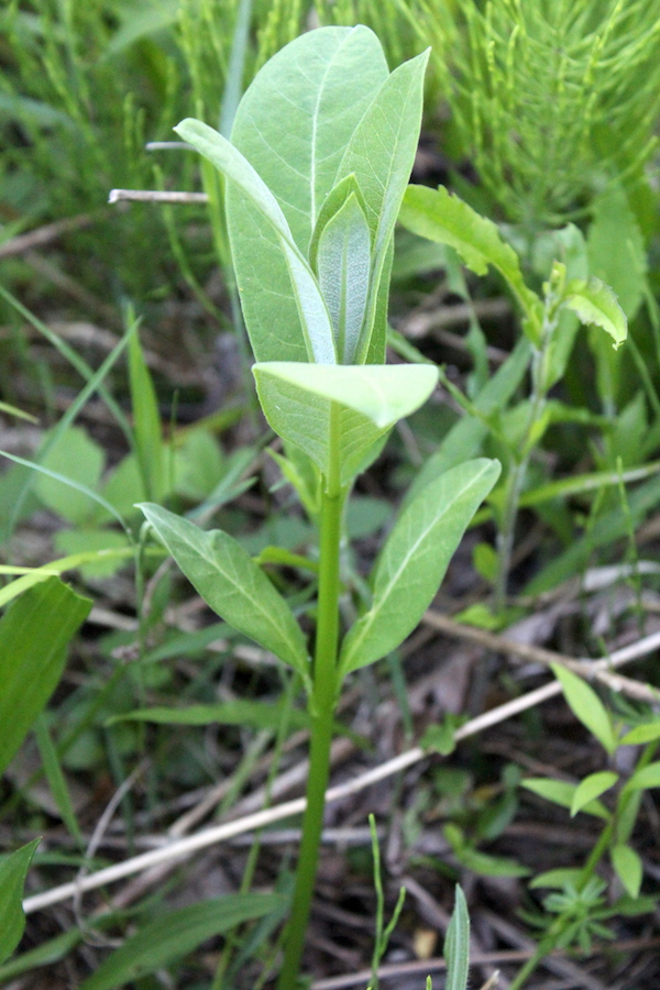 Eat Milkweed, Help Save The Monarchs — Practical Self Reliance