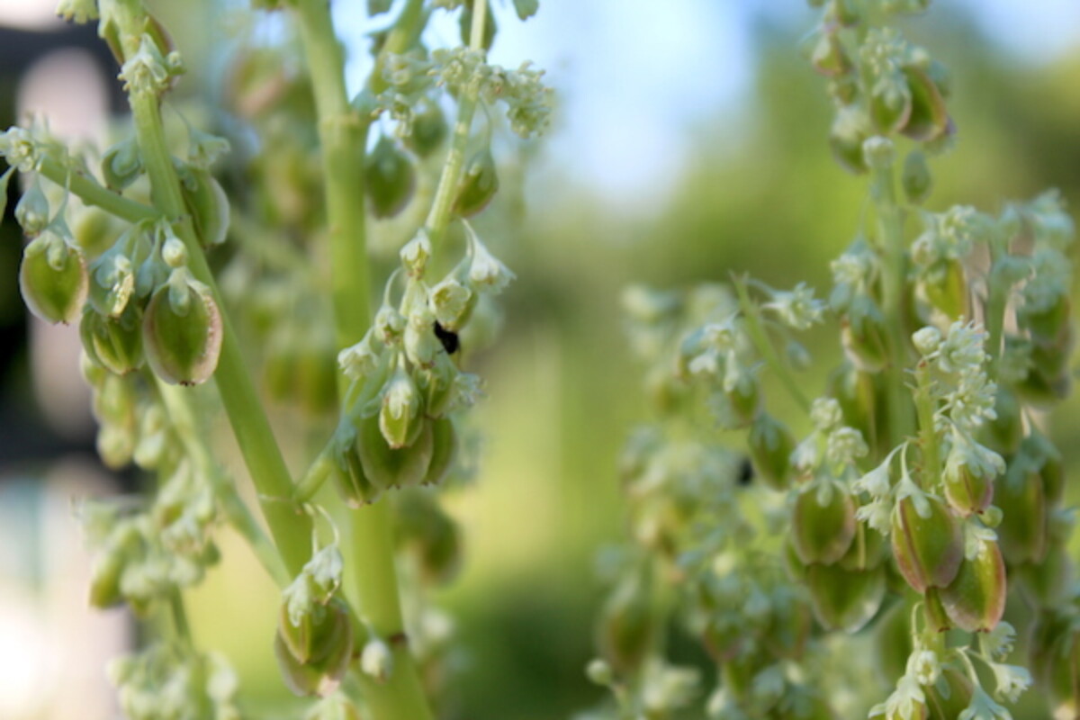Rhubarb seeds beginning to form