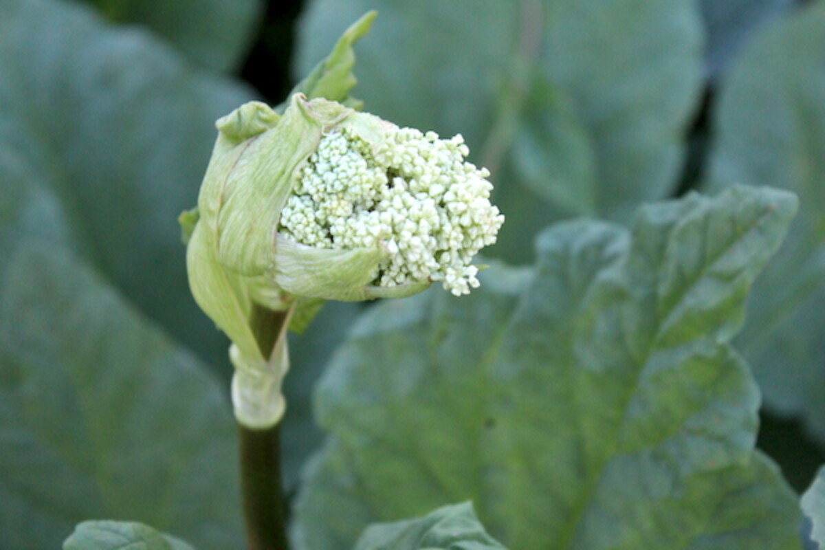 A young rhubarb flower stalk starting to grow from a dense rhubarb bed