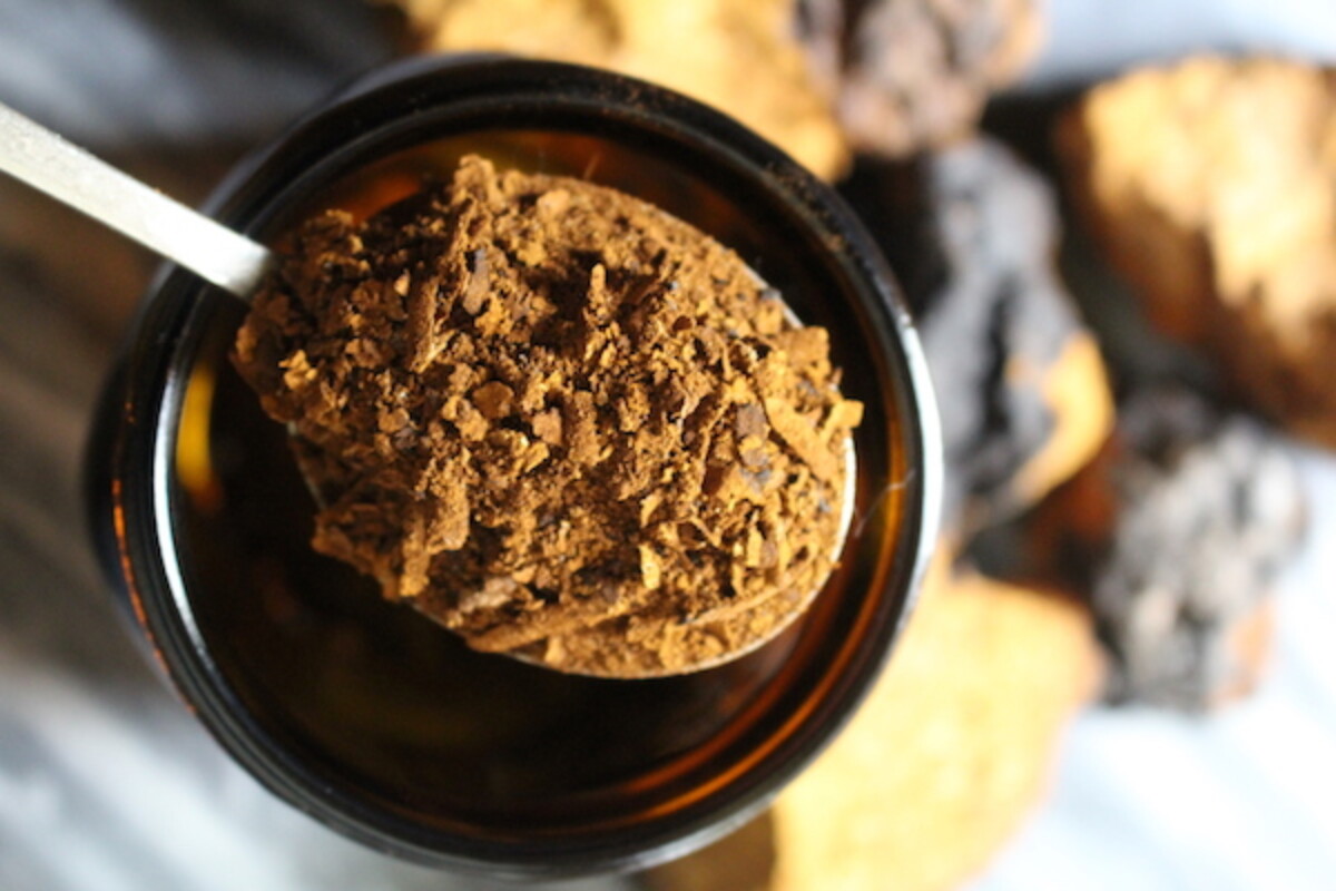 Powdered chaga on a spoon to be made into homemade chaga tincture