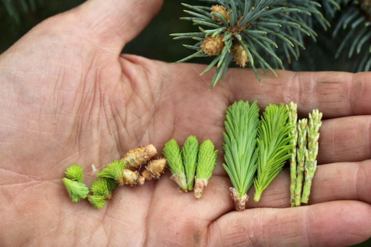 Conifer Tips ~ From left to right: Hemlock tips, Spruce Tips, Young Fir Tips, Older Fir tips and Pine Shoots
