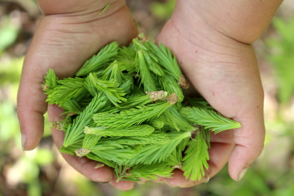 Handful of fir tips...mostly indistinguishable from spruce tips at this stage.