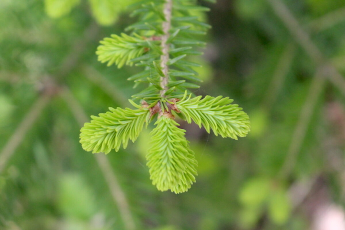 fir tips on the shoot