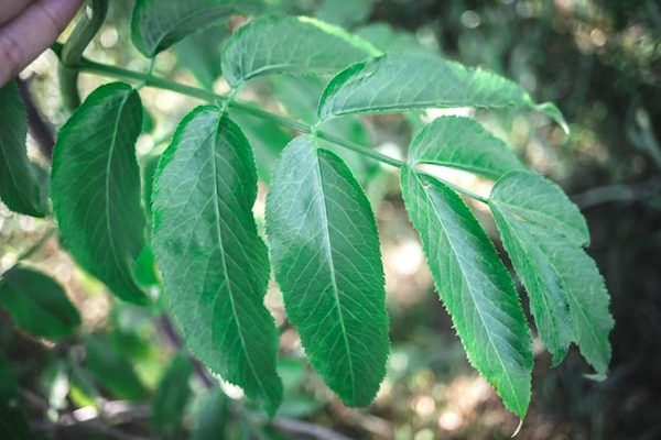 an elderflower leaf