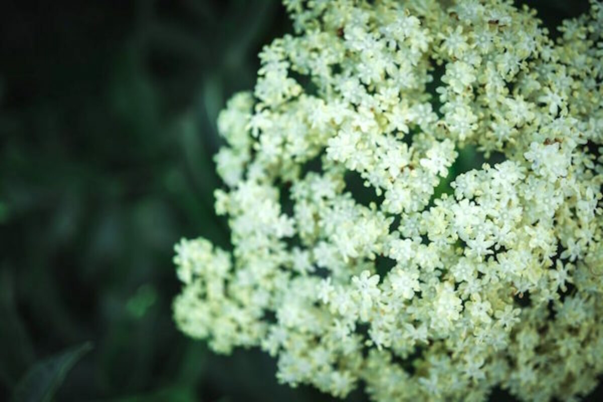 close up of an elderflower flower cluster
