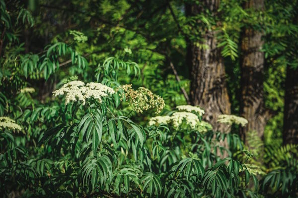 Elderflower shrub with it's white elderflowers.