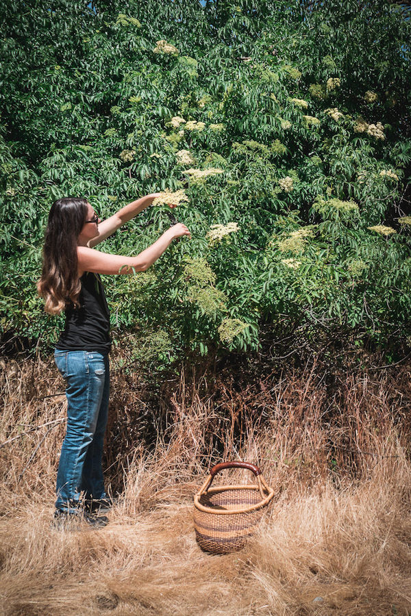 Woman harvesting elderflower from a shrub in a meadow.