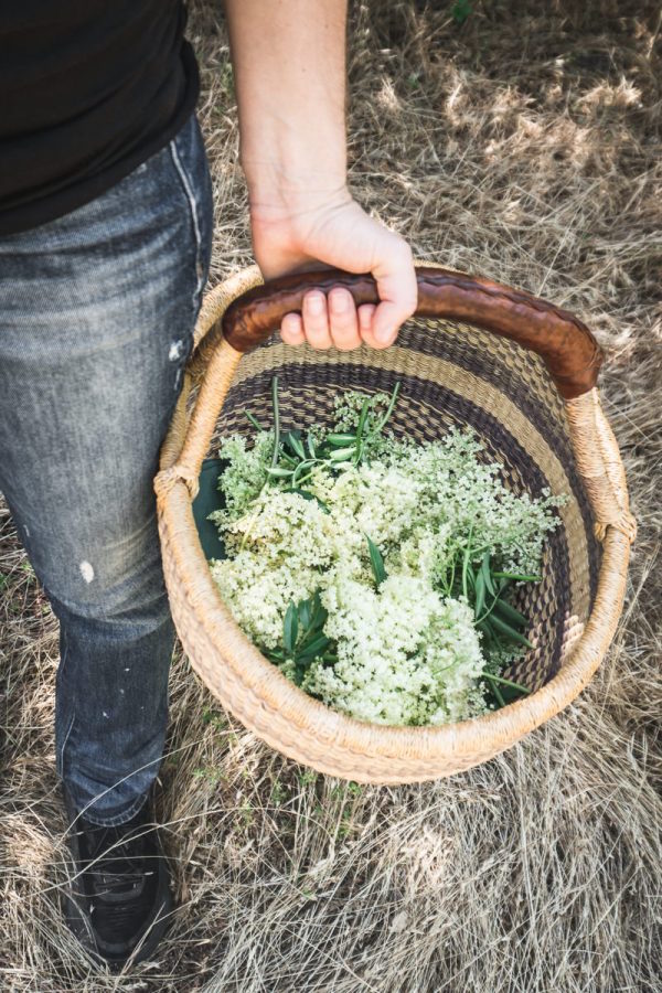Foraging Elderflower ~ Basket of wild foraged elder blossoms