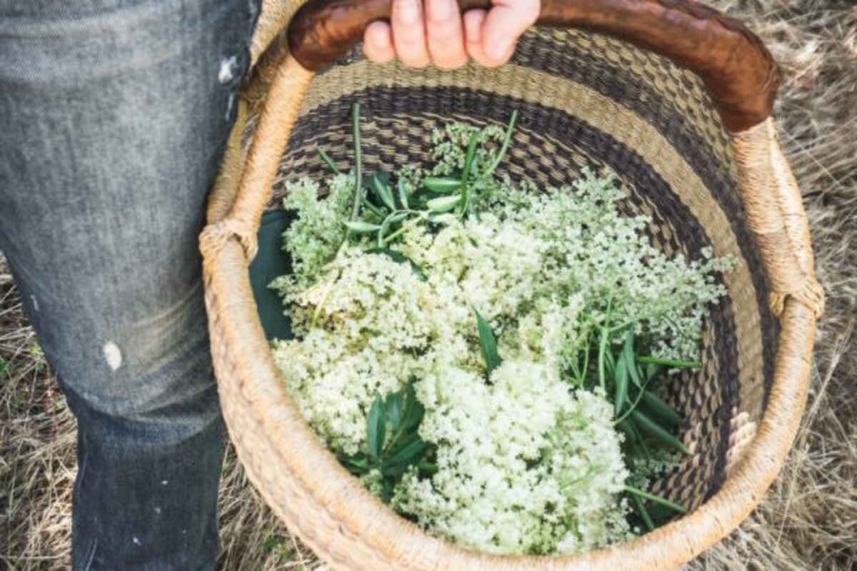 Wild foraged elderflowers in a basket