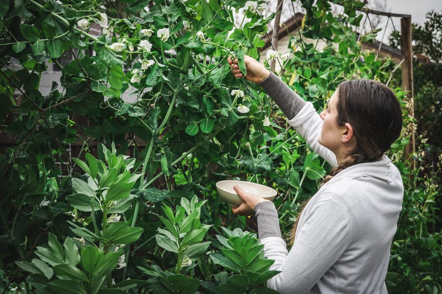 Woman harvesting peas growing in a garden up a trellis, demonstrating how to grow peas up a trellis for easy harvesting.