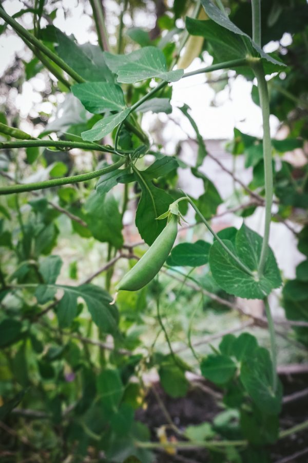 Growing peas on a trellis in a garden
