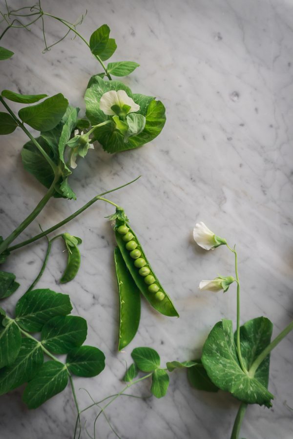 Close up view of pea pods, flowers and plants to demonstrate the different stages of growing peas