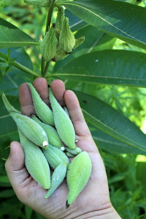 handful of milkweed seed pods