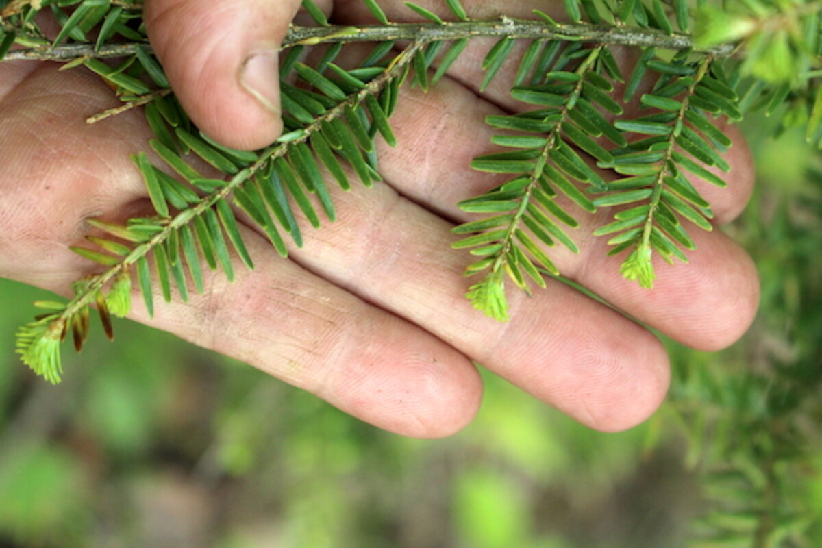 hemlock tips