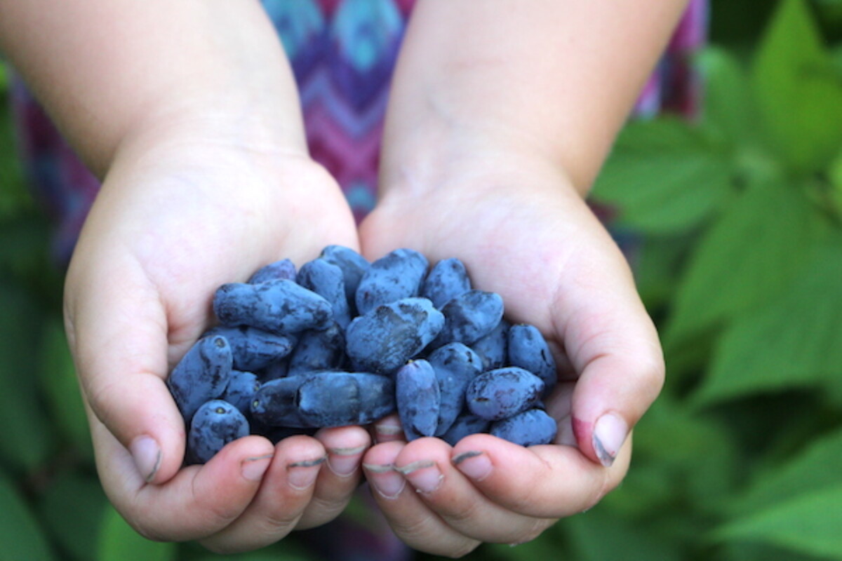 Child holds fresh honeyberries (haskap berries) in two hands