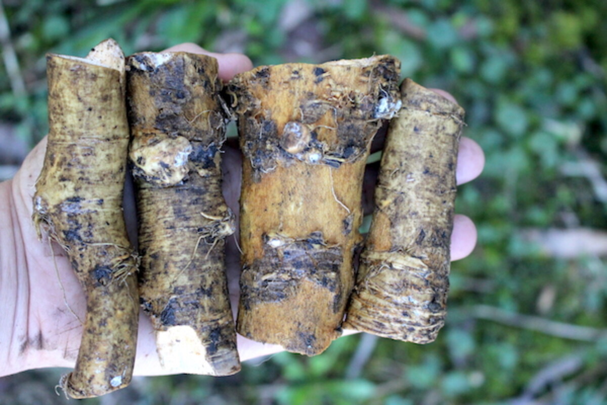 Hunks of grocery store horseradish for planting.
