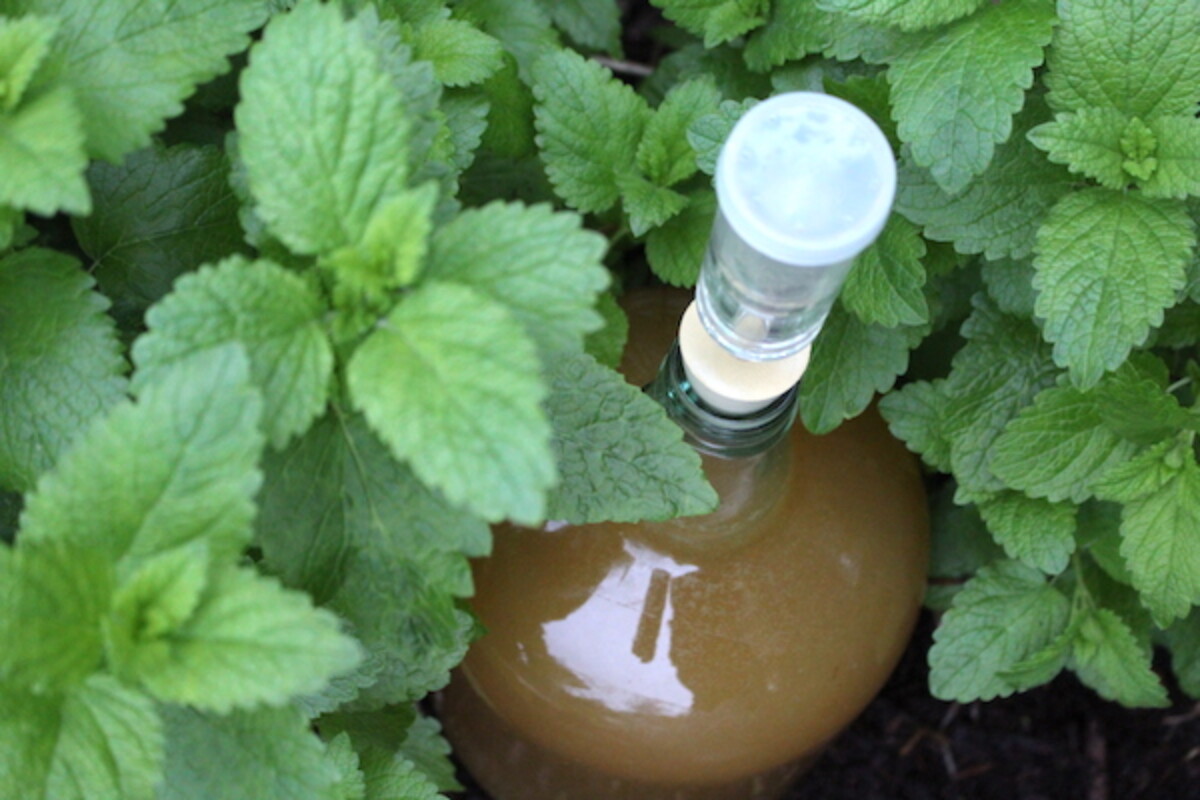 Homemade lemon balm mead in a patch of lemon balm in the herb garden