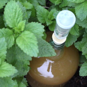 Homemade lemon balm mead in a patch of lemon balm in the herb garden