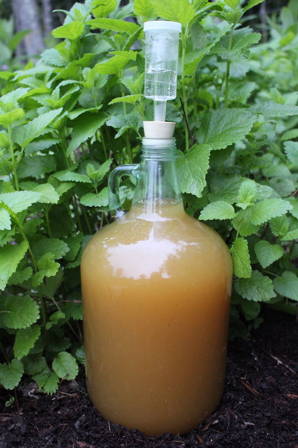 Lemon Balm Mead (Honey Wine) ~ Homemade Herbal Mead