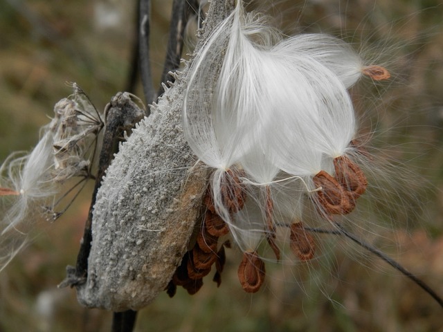 Milkweed seed pod with ripe seed