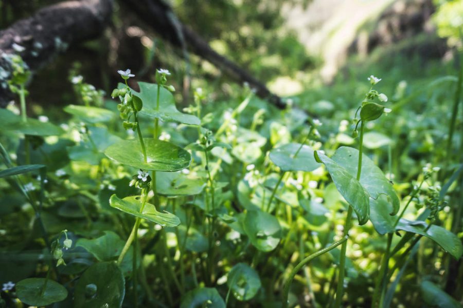 Patch of miner's lettuce